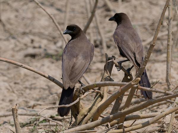 Purpergaai (Cyanocorax cyanomelas)